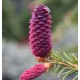 Picea abies ‘Rydal’ Ель обыкновенная Rydal (Ридал) ШТАМБ 1.2м